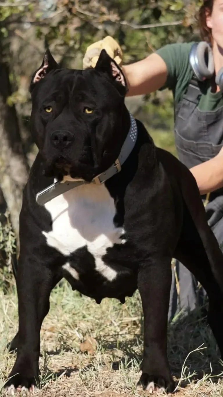 Black XL American Bully stud dog from ManMade Kennels for pitbull puppies for sale and elite bully bloodlines