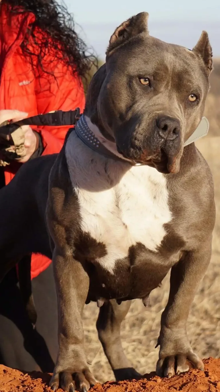 Pitbull Puppies For Sale - Manmade Kennels XL Pitbulls